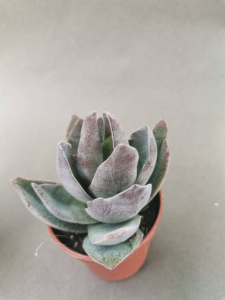 Crassula Garnet Lotus