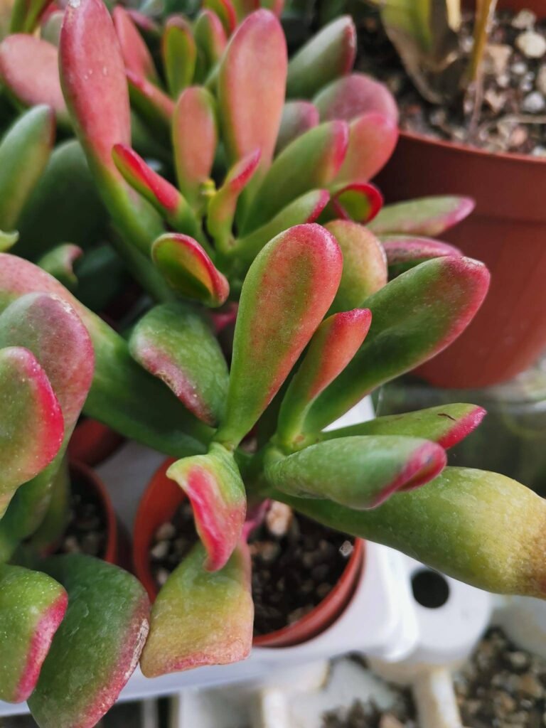 Crassula Gollum cv Hobbit Hummel’s sunset Variegata
