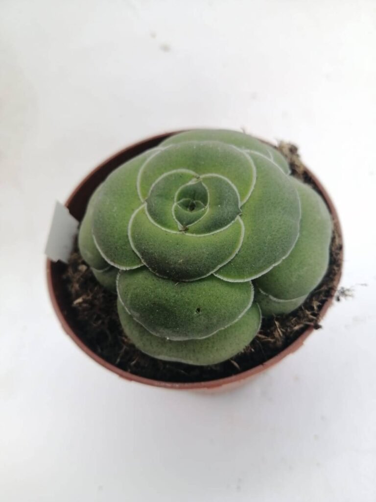 Crassula Hemisphaerica