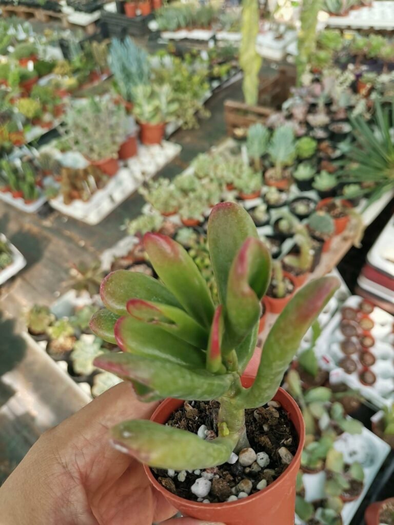 Crassula hobbit “Red Leaves”
