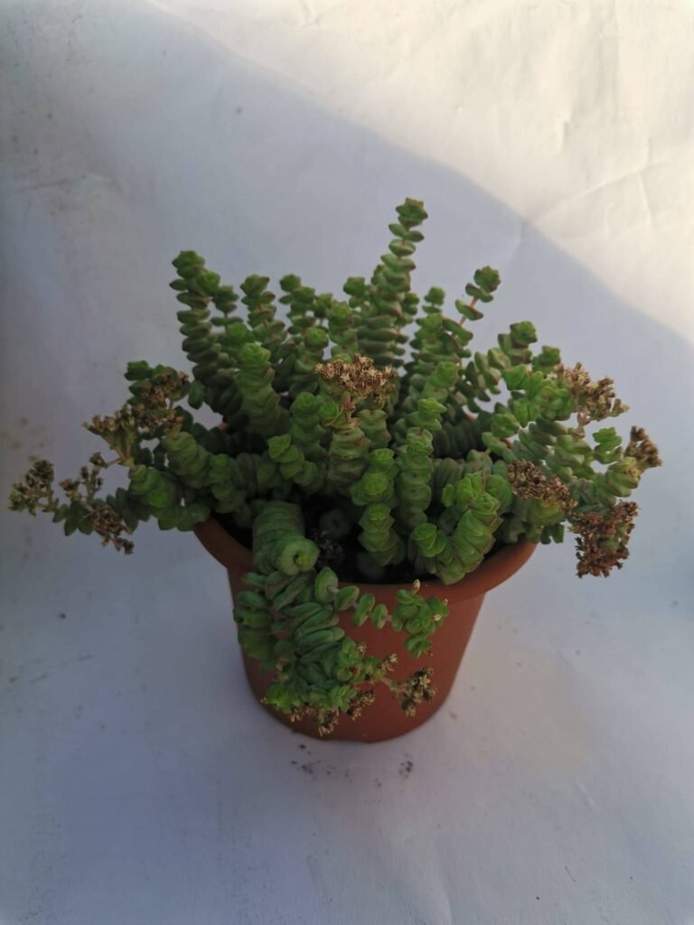 Crassula Hottentot