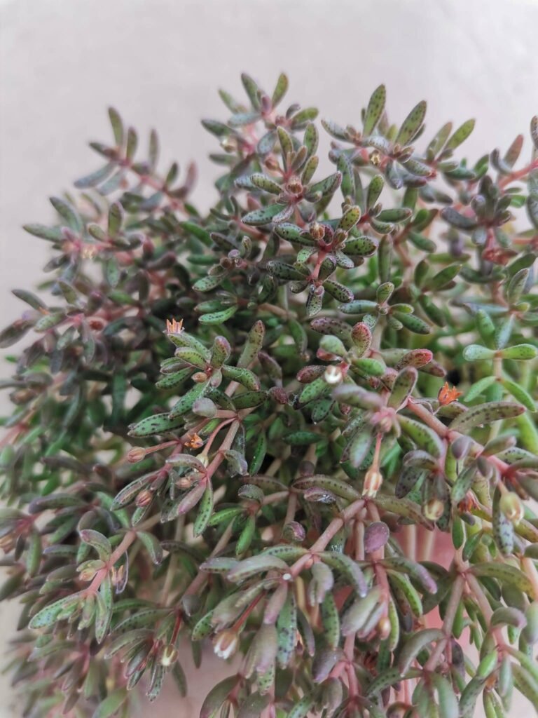 Crassula Humbertii