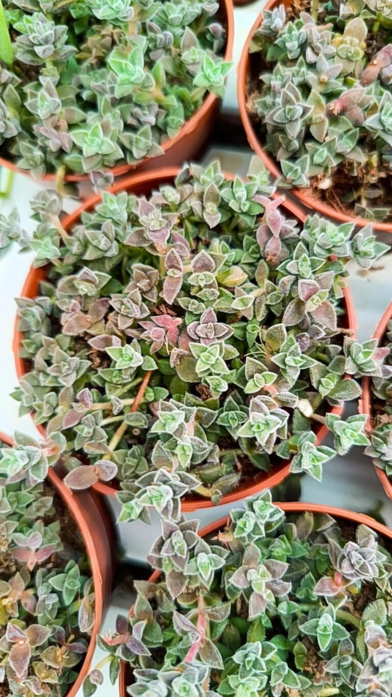 Crassula Lanuginosa v. Pachyslemon