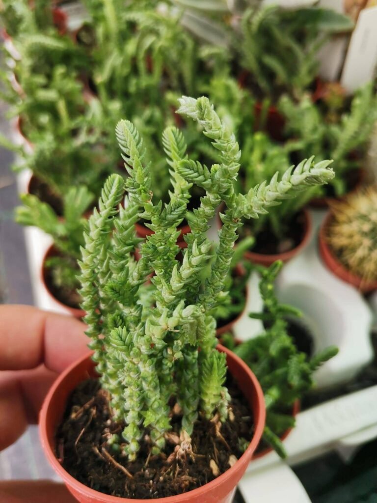 Crassula Lycopodioides