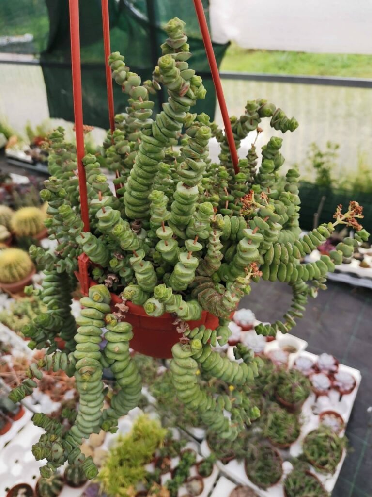 Crassula Marnieriana