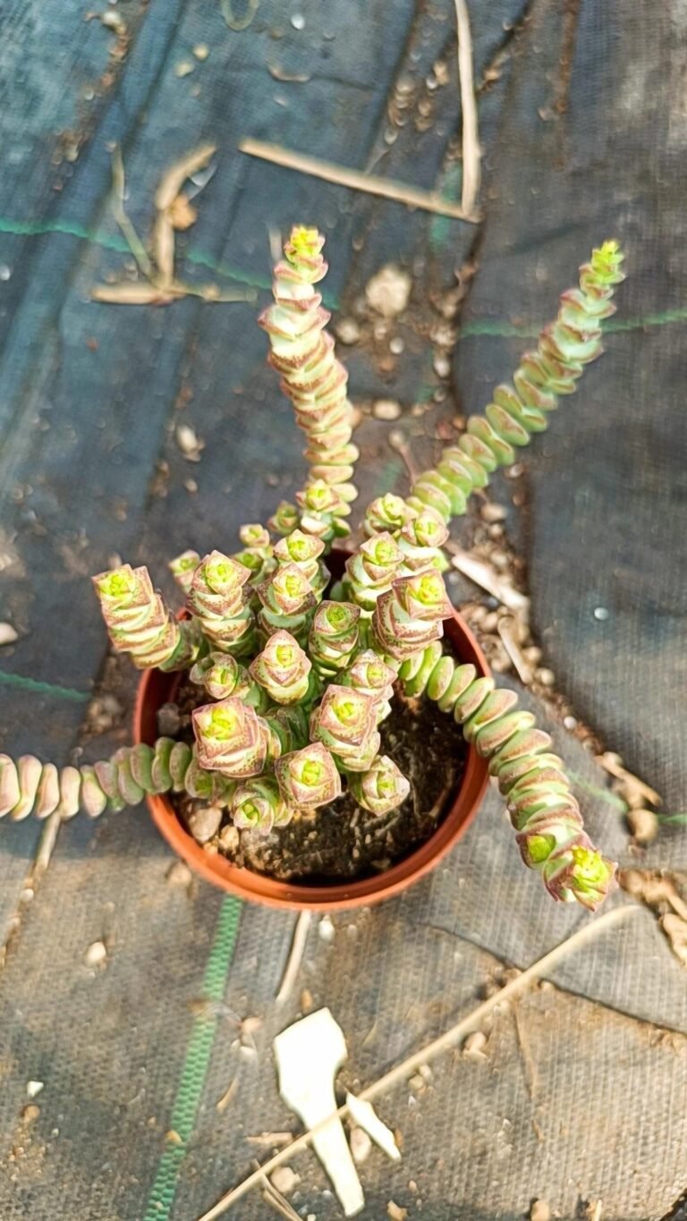 Crassula Marnieriana