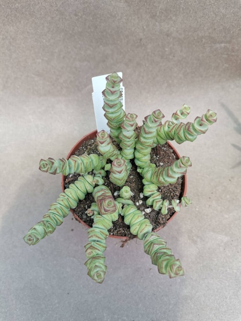 Crassula Marnieriana