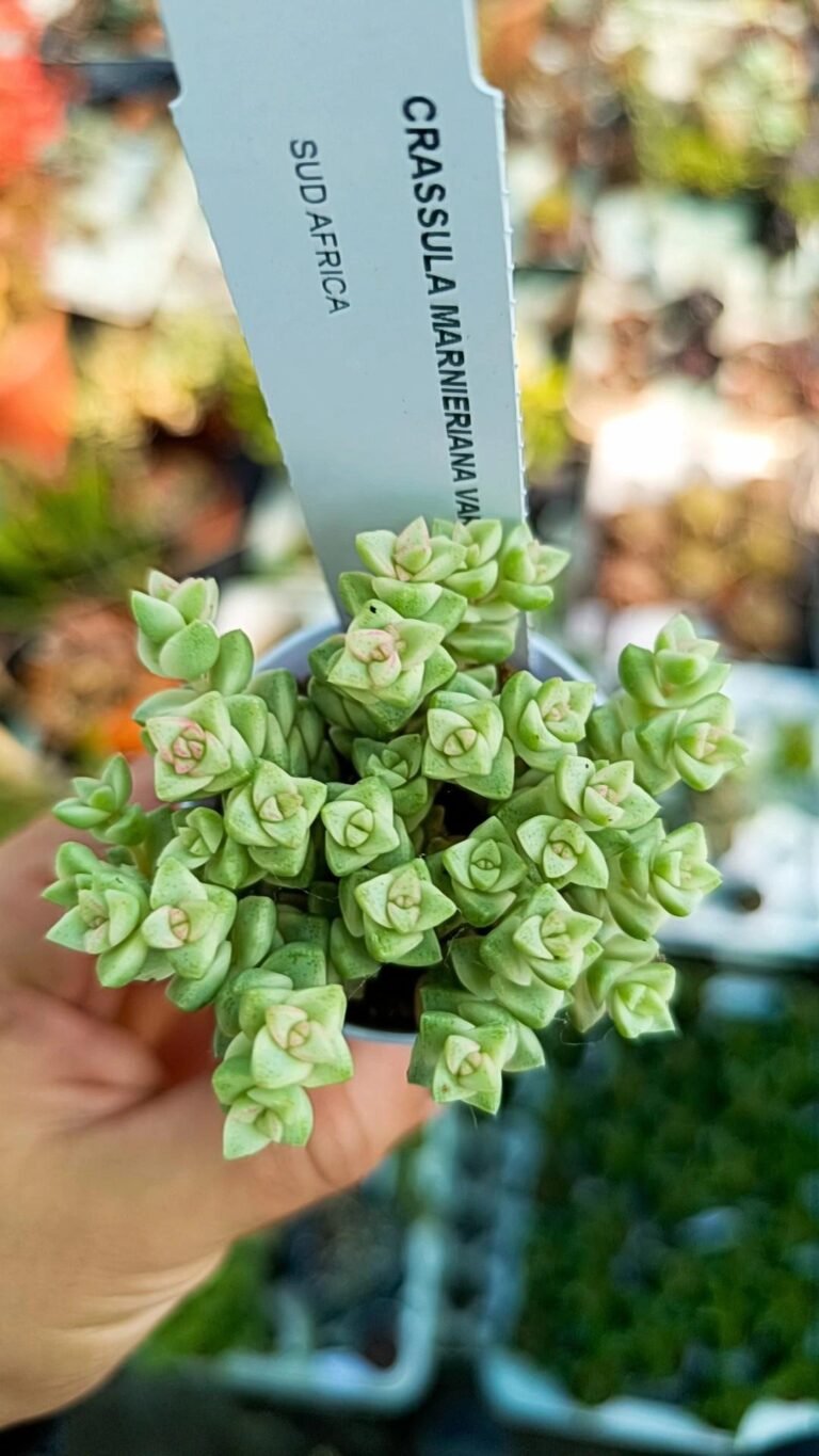Crassula rupestris f. minor variegata