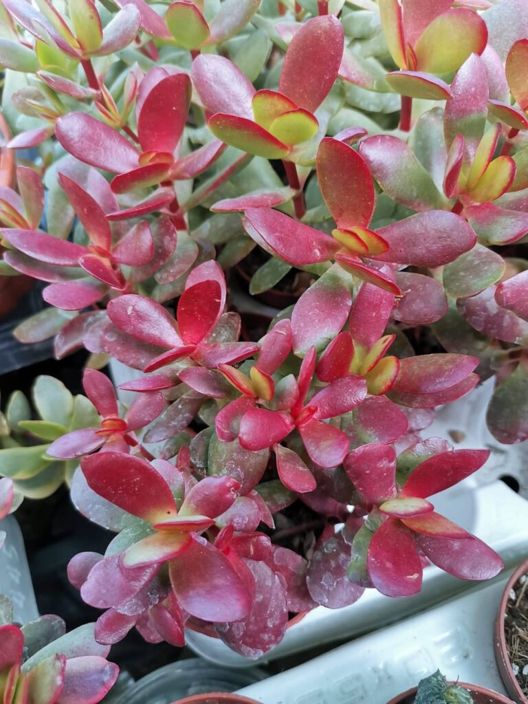 Crassula Money Maker Red