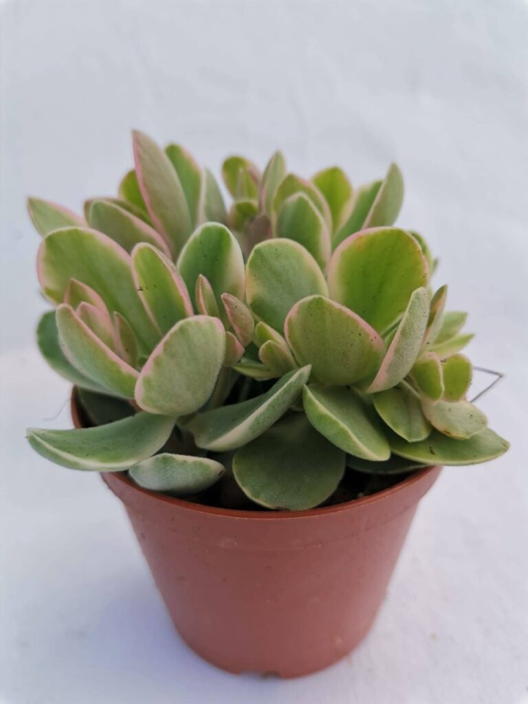 Crassula Money Maker Variegata