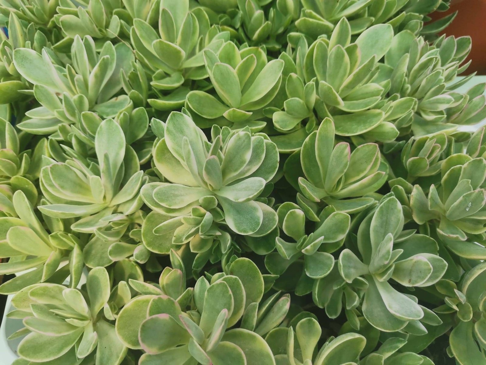 Crassula Money Maker Variegata