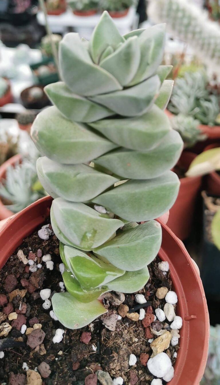 Crassula Moonglow