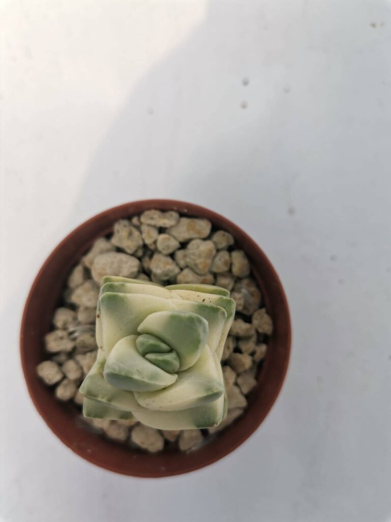 Crassula Moonglow Variegata