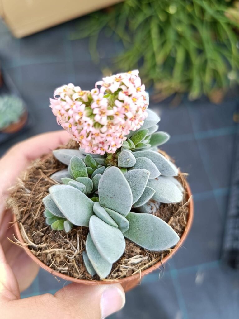 Crassula Morgan’s Beauty