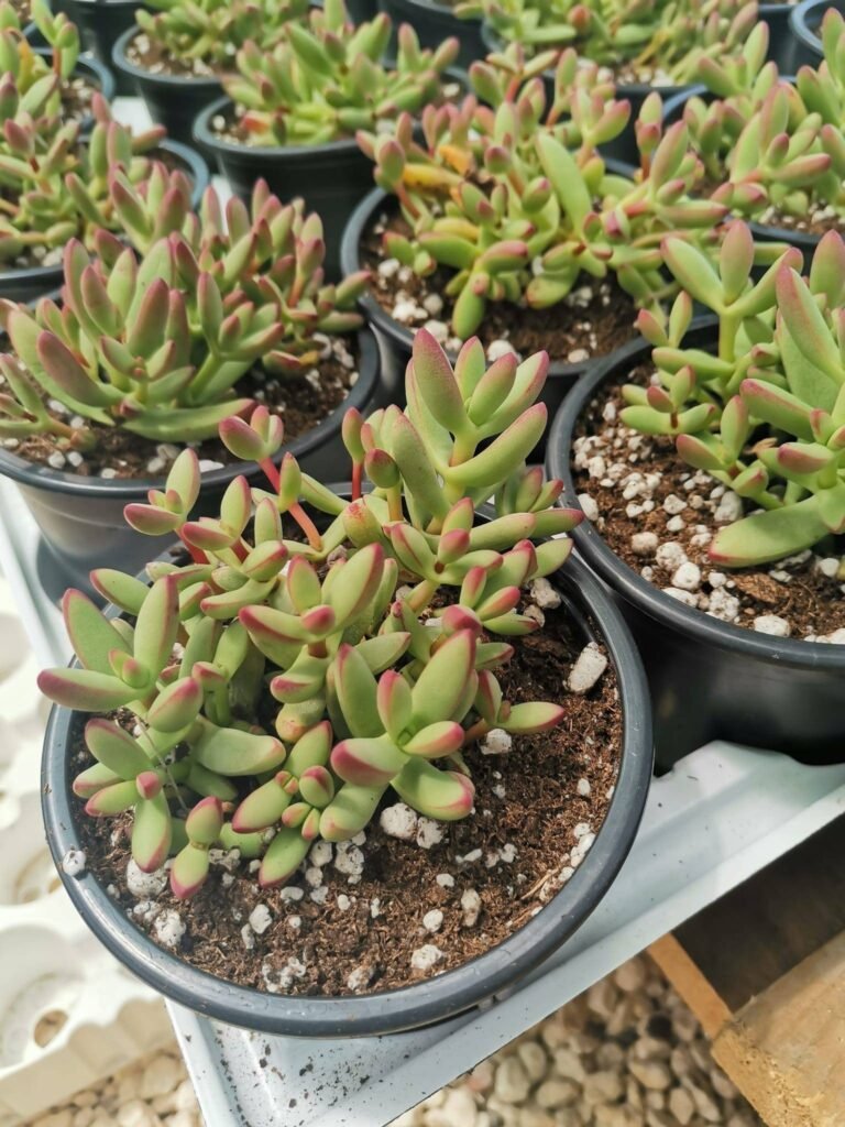 Crassula Nudicaulis Herrei Red