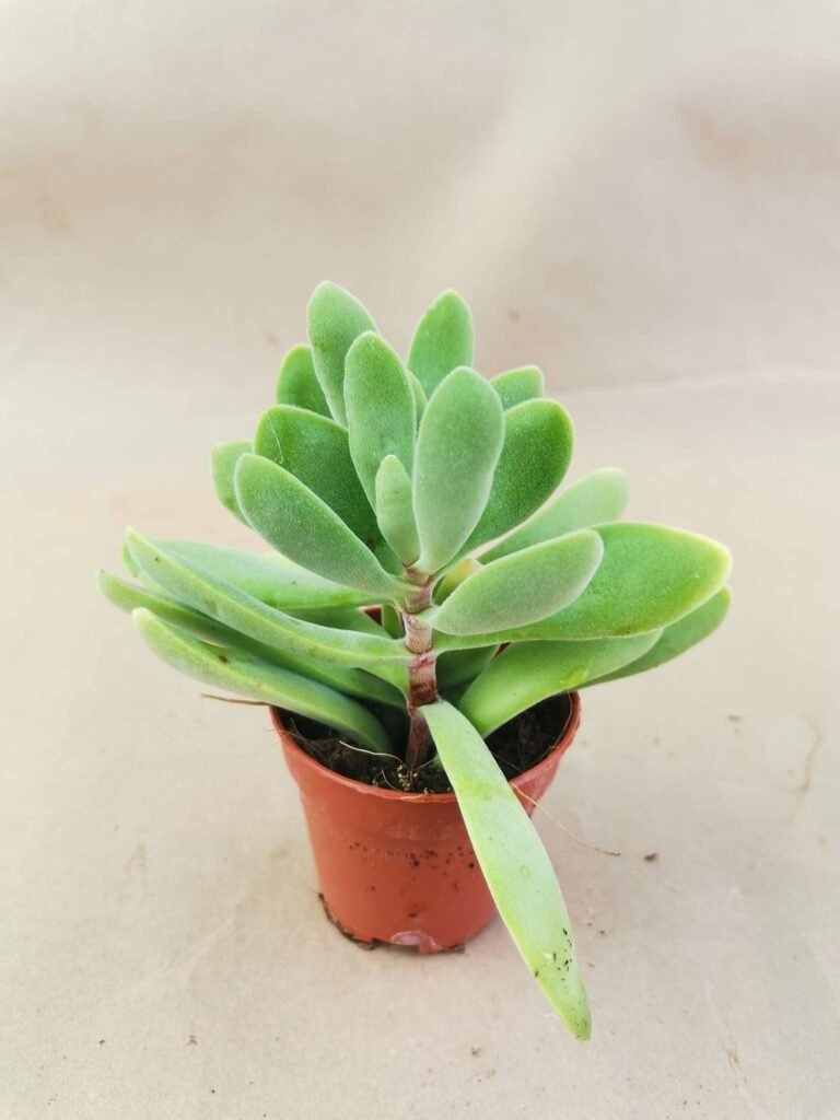 Crassula Obvallata