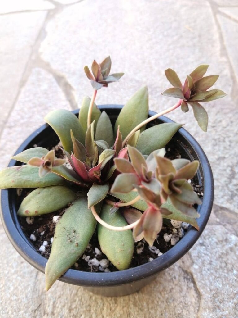 Crassula Orbicularis v. Rosularia