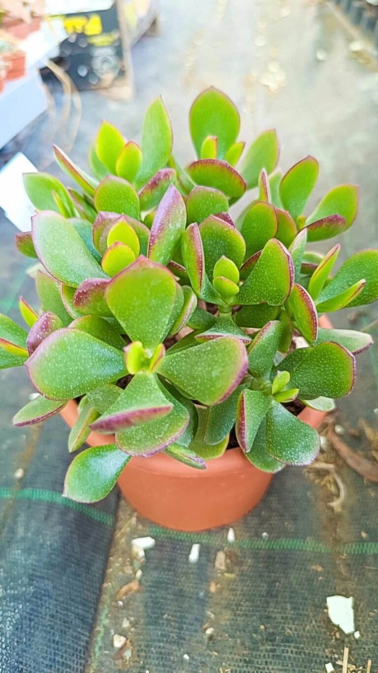 Alberello giada, Crassula Ovata
