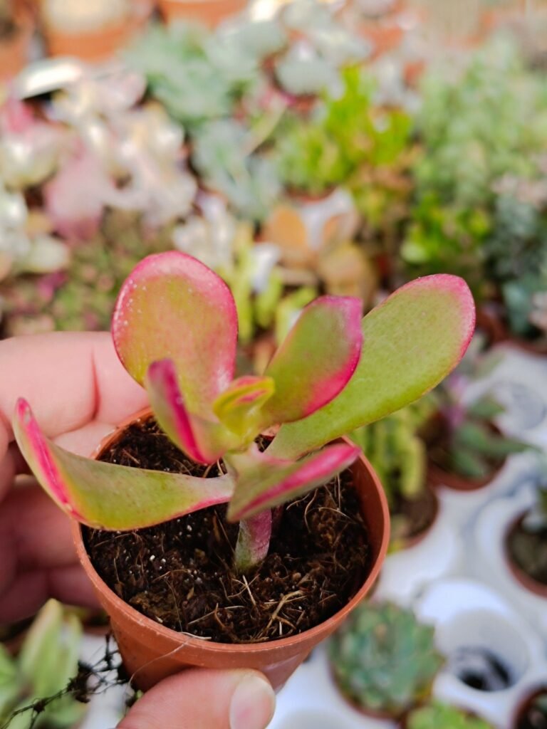 Crassula Ovata Tricolor Variegata