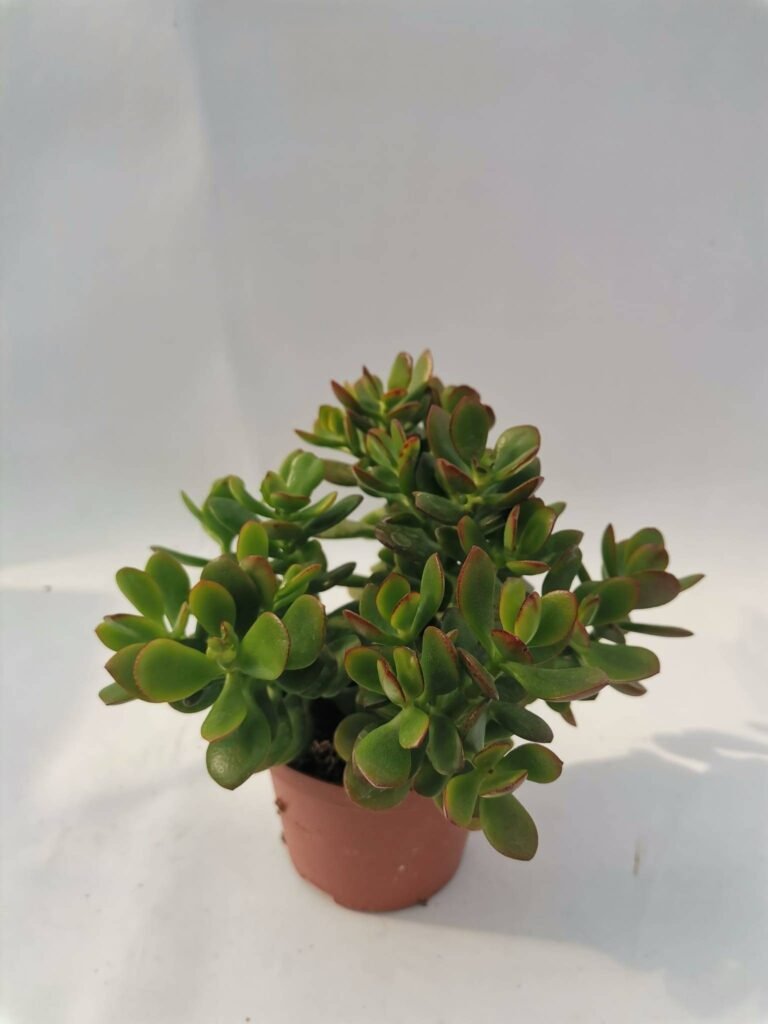 Crassula Ovata f. Minor