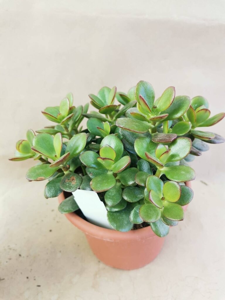 Crassula Ovata f. Minor