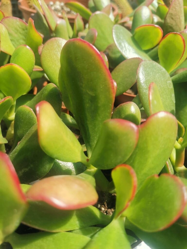 Crassula Ovata o albero di Giada