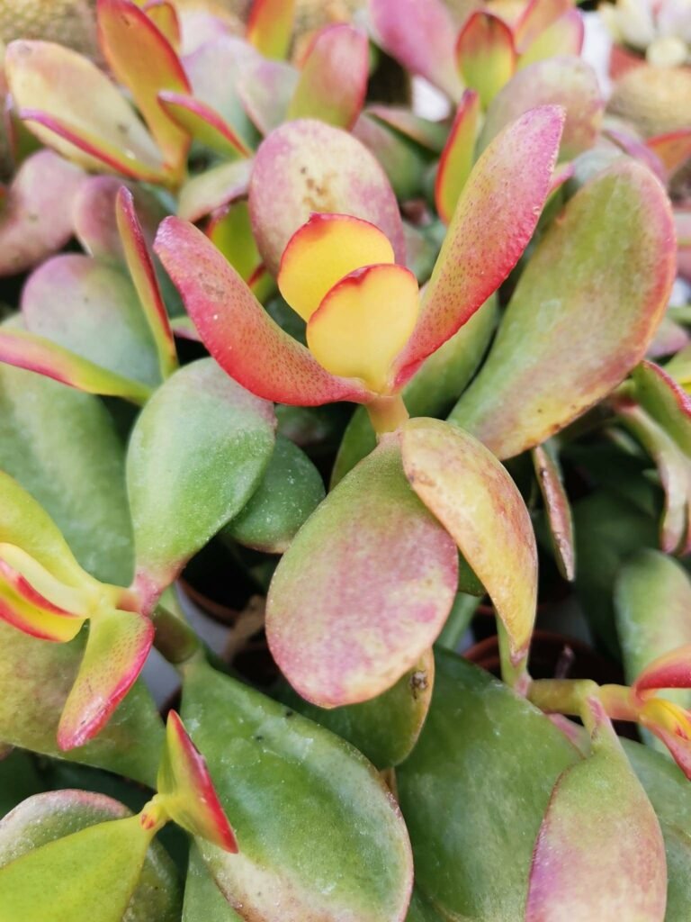 Crassula Ovata Sunset Hummel’s Variegata