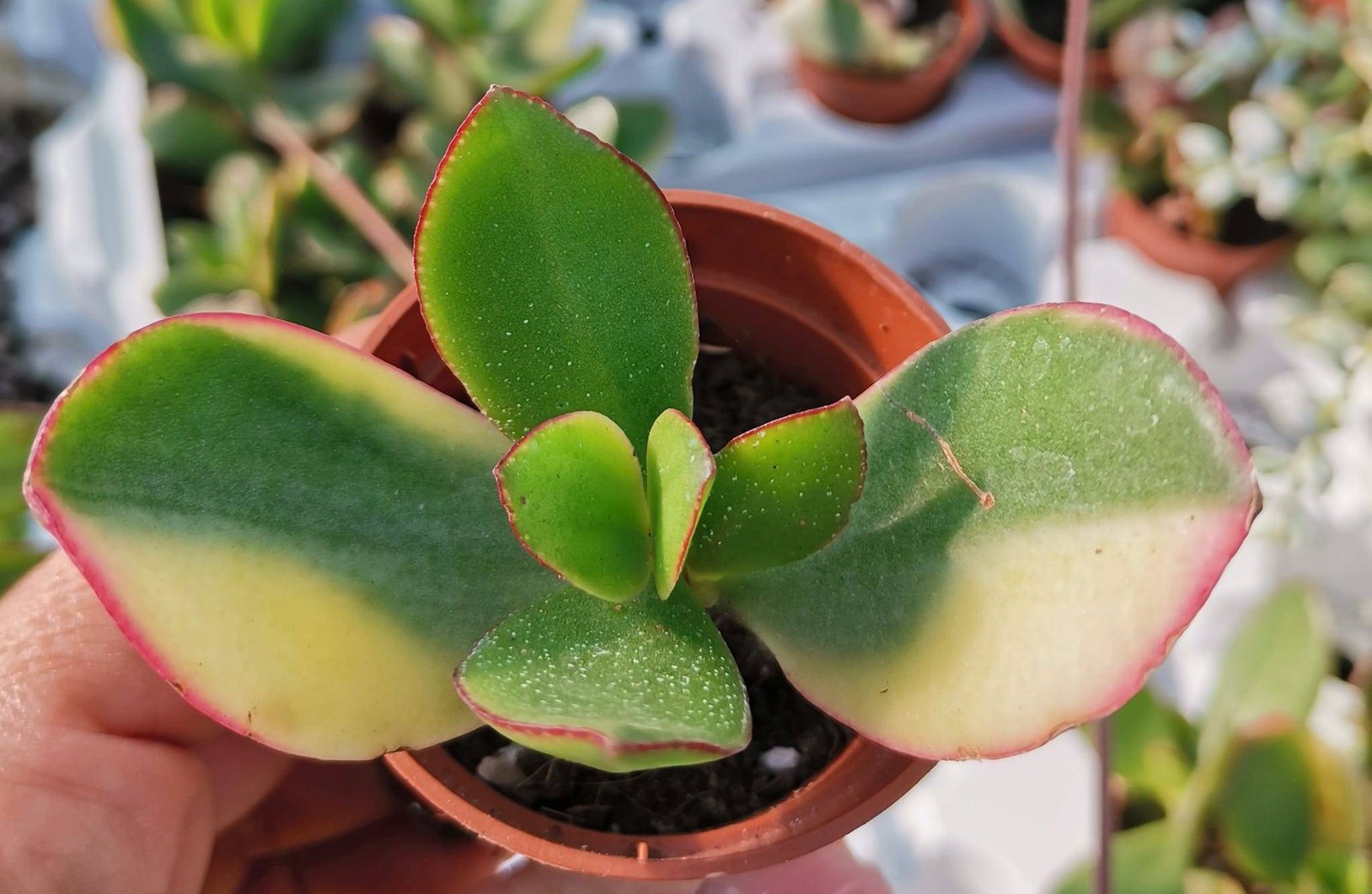 Crassula Ovata Tricolor Variegata