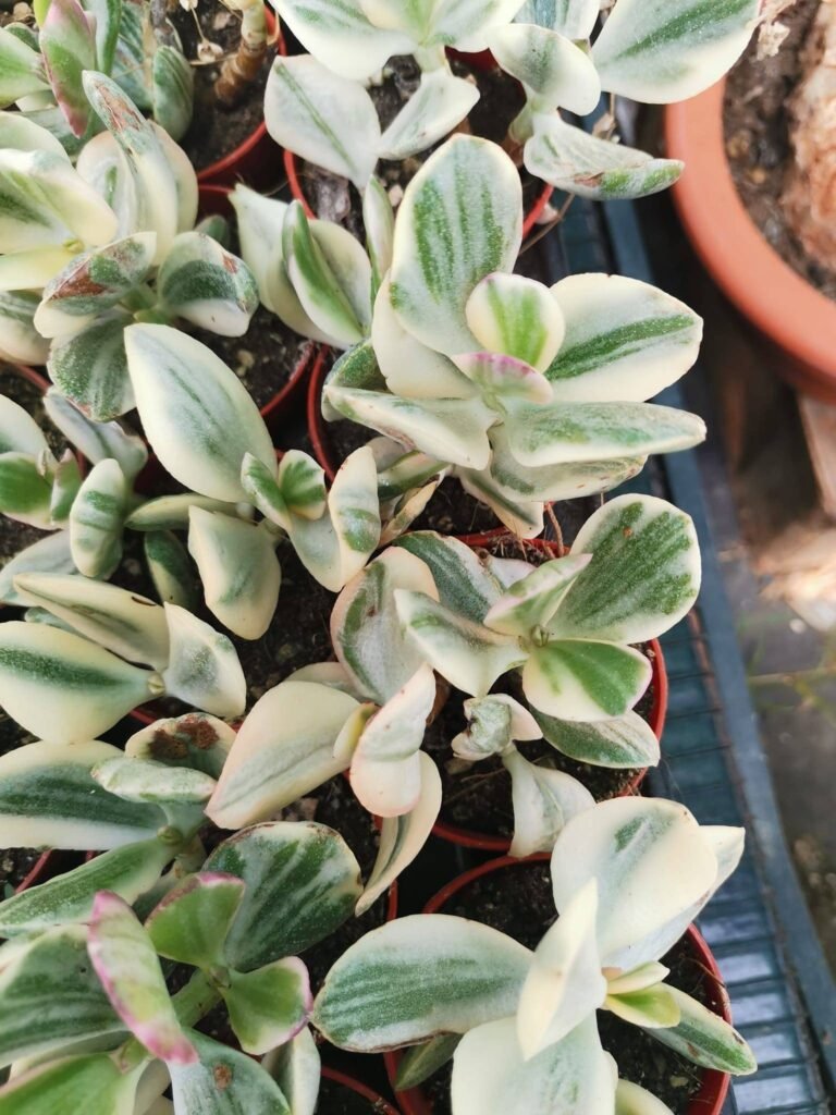Crassula Ovata Tricolor Variegata “lemon and lime“