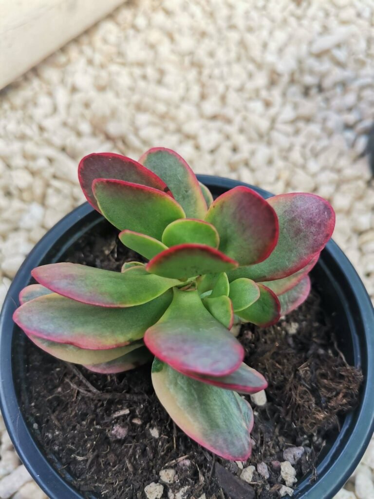 Crassula Platyphylla Variegata