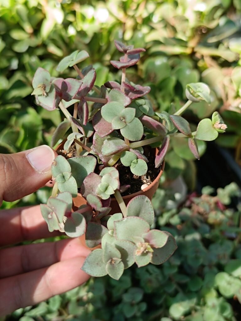 Crassula Pellucida Marginalis
