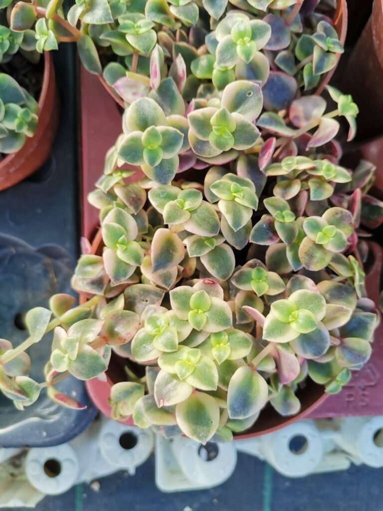 Crassula Pellucida Marginalis Variegata