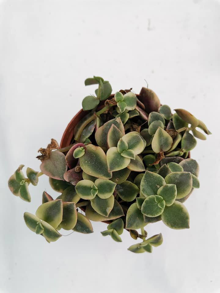 Crassula Pellucida Marginalis Variegata