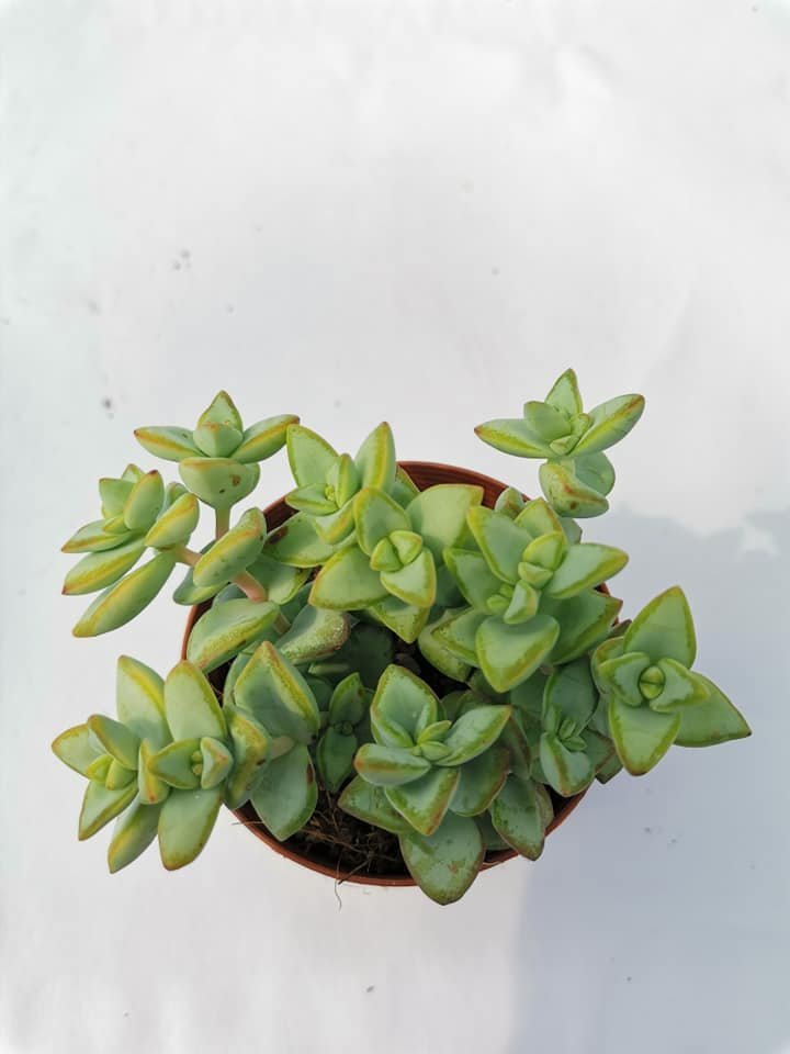 Crassula Perforata ssp Kouganensis