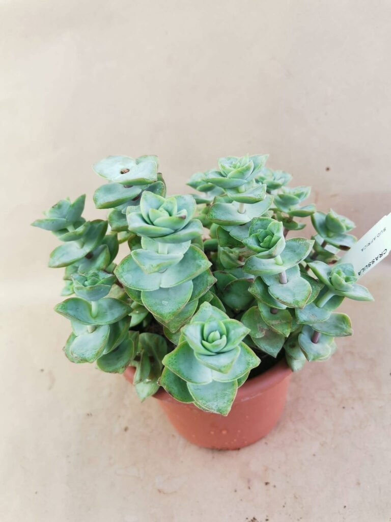 Crassula Perfossa