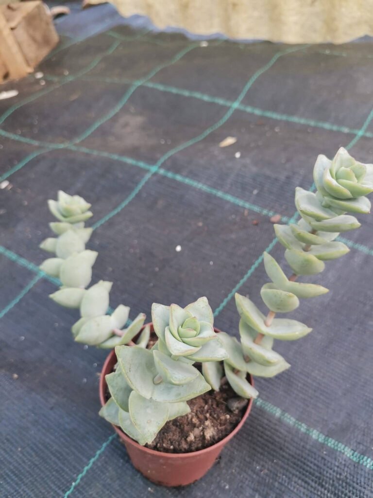 Crassula Perfossa