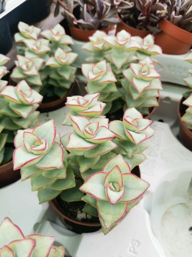 Crassula Perfossa