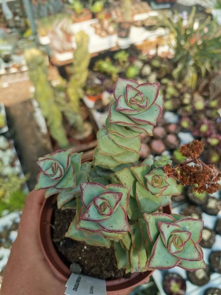 Crassula Perfossa