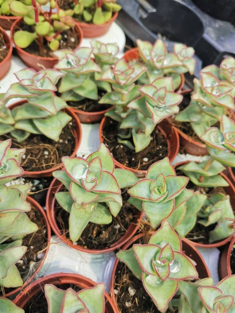 Crassula Perfossa