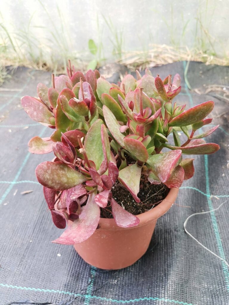 Crassula Platyphylla f. Red