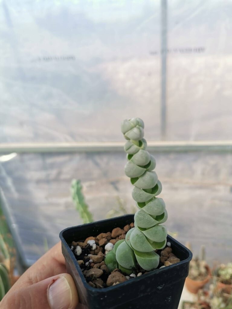 Crassula Plegmatoides Arta