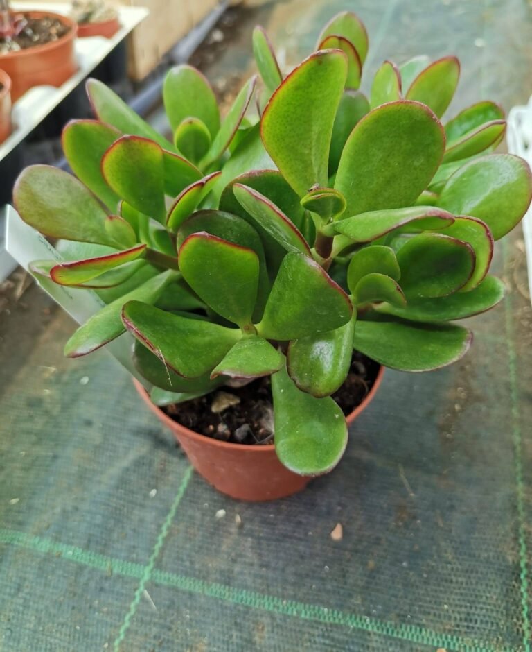 Crassula Portulacea