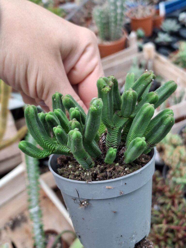 Crassula Pyramidalis