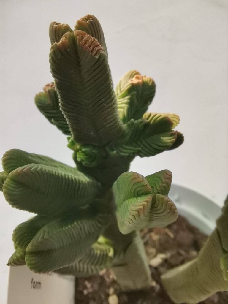 Crassula Pyramidalis Giant Form