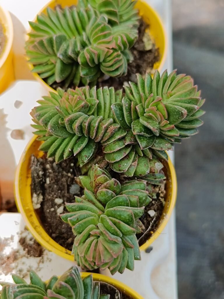 Crassula Pyramidalis x Congesta