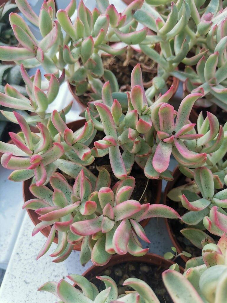 Crassula Rubricaulis Candy Cane