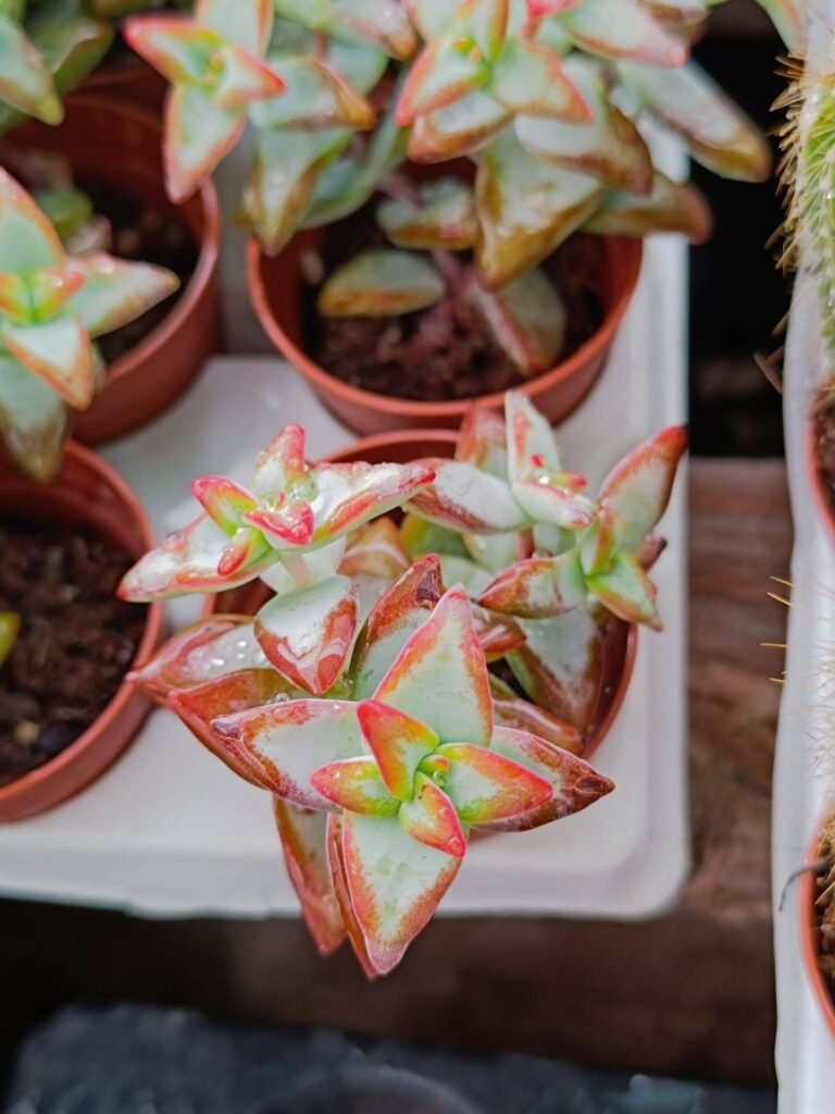 Crassula Rupestris cv High Voltage