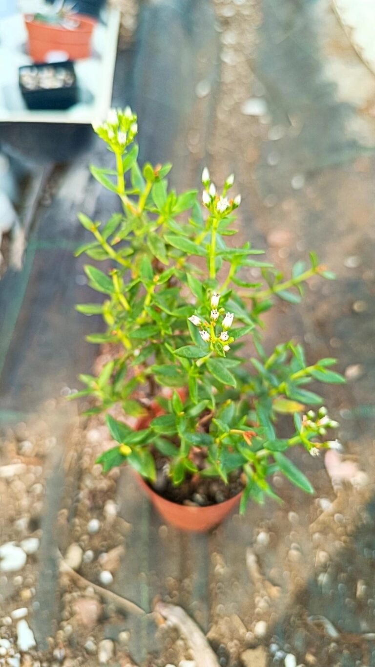 Crassula Sarcocaulis