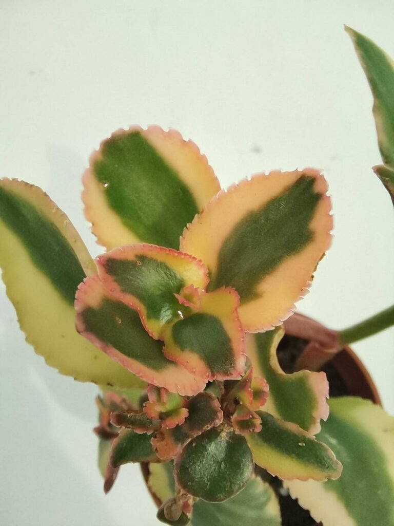 Crassula Sarmentosa Variegata