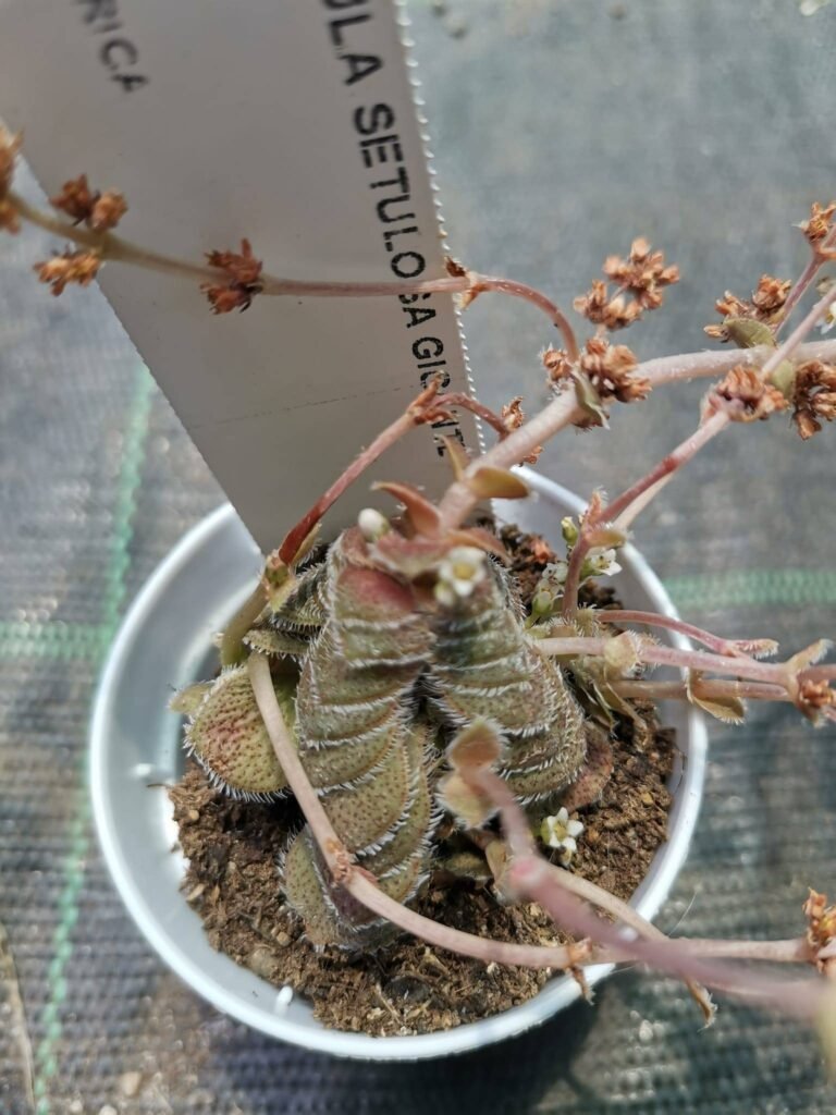 Crassula Setulosa